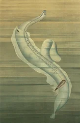 Pterotrachea